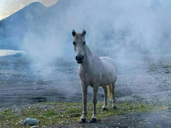 Гостевой дом Guest House Ahan Гагра-5