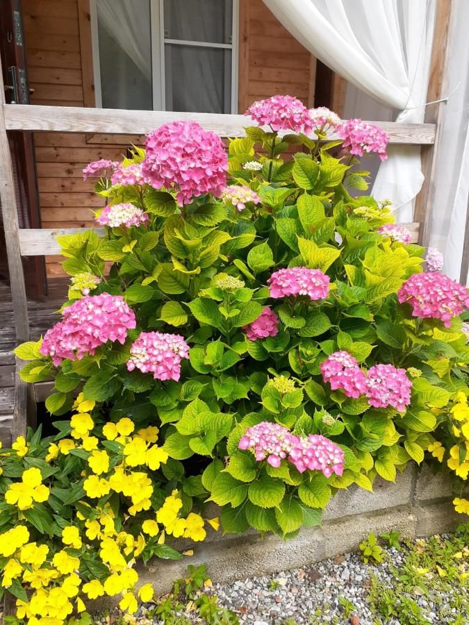 Гостевой дом Guest House Ahan Гагра-26