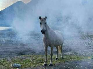 Гостевой дом Guest House Ahan Гагра-1