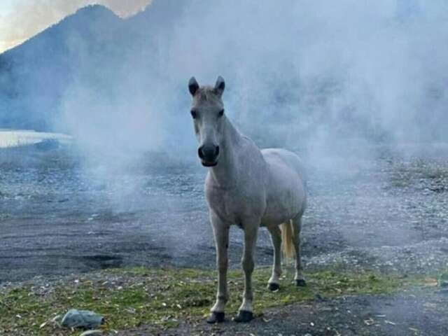 Гостевой дом Guest House Ahan Гагра-4